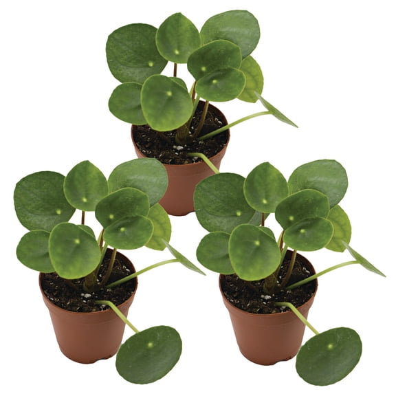 ReptiCulture Chinese Money Plant Tropical 2" Pot 3 pk