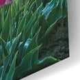 thumbnail image 3 of Epic Art 'Skagit Valley Tulips I' by Alan Majchrowicz, Acrylic Glass Wall Art, 24"x16", 3 of 8