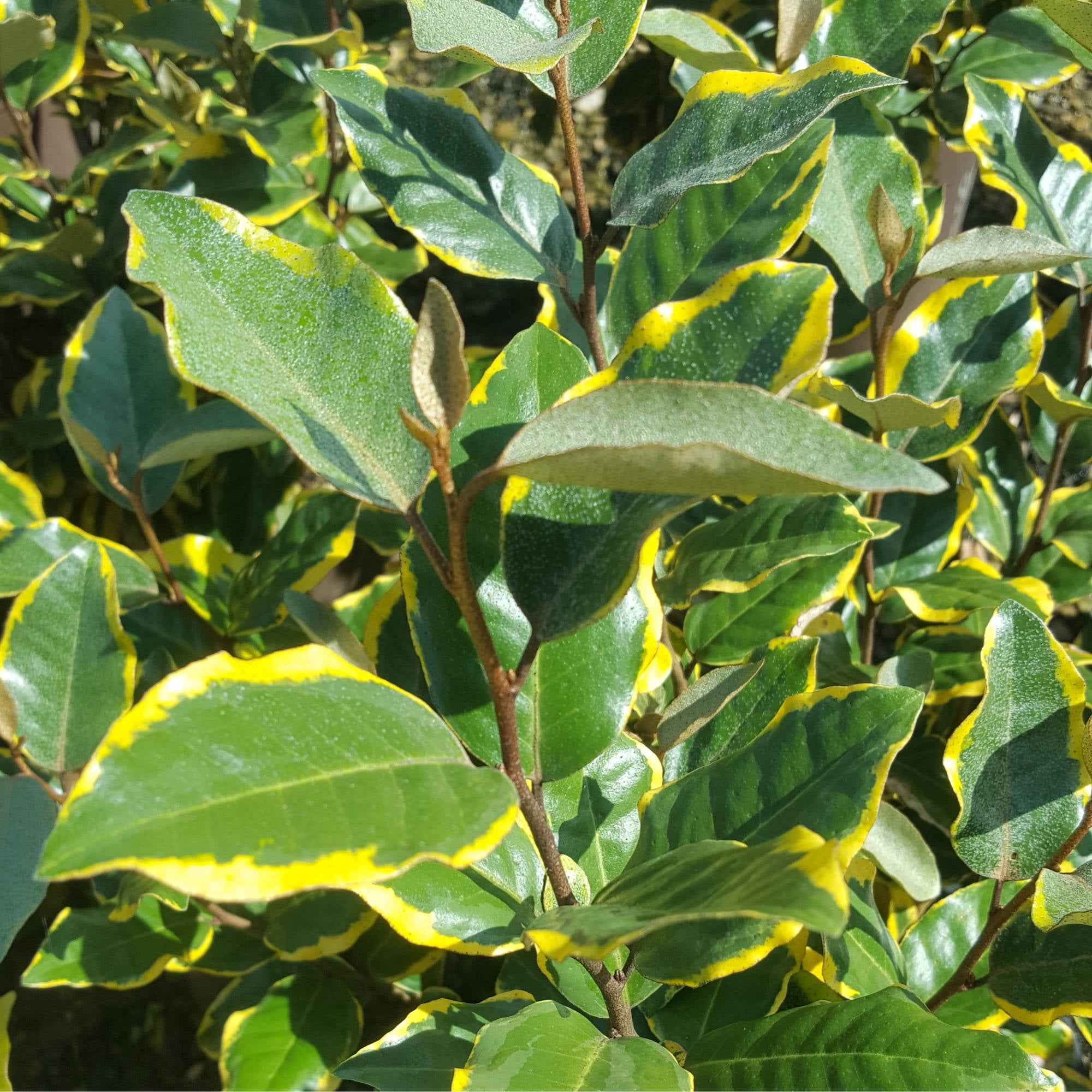Southern Living Olive Martini Elaeagnus Live Shrub in 2-Gallon Grower Pot