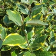 Olive Martini Elaeagnus (2 Gallon) Variegated Evergreen Shrub with Yellow and Green Foliage