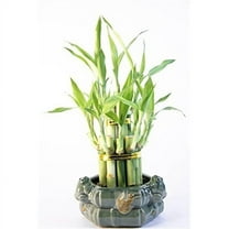 Athenas Garden BA-BT46-FIGPOT-PRSM Lucky Bamboo 2 layer Tower