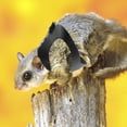 thumbnail image 4 of Raindrops Pet Supply Sugar Glider Traction Rope 1 Set Black Sturdy for Little Pets with Wool and Polyester Material, 4 of 7