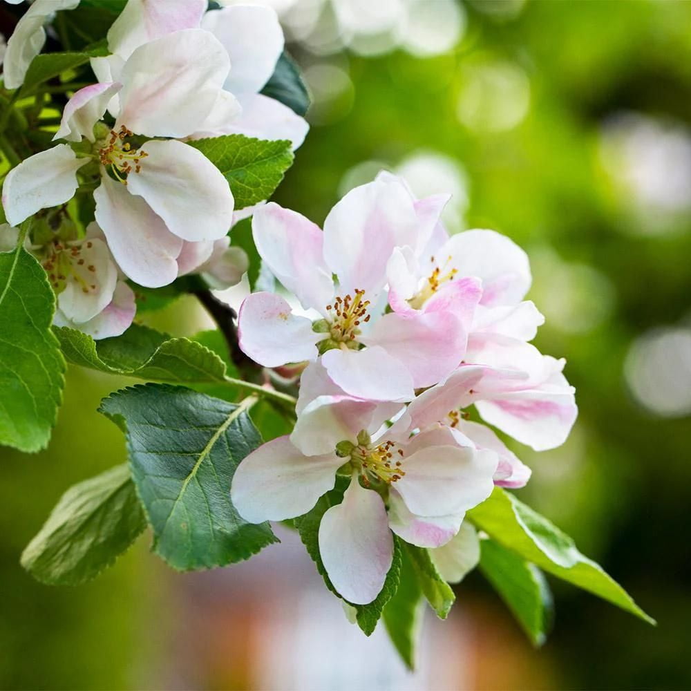 Expert Gardener 3-4 ft tall Anna Semi-Dwarf Apple Live Tree in 7-Gallon Grower Pot