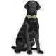 thumbnail image 5 of Collar floral para mascotas - Negro L Ormromra WJLR021-11, 5 of 6