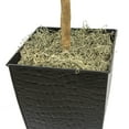 thumbnail image 6 of LCG Florals Artificial Tree, Fig Tree, 6 ft, Black Metal Container, 6 of 8