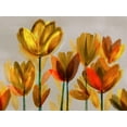thumbnail image 3 of Lovely Red and Yellow Tulip Print Set by Northern Lights; Floral Décor; Two 14x11in Black Framed Prints, 3 of 5