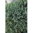 thumbnail image 4 of Medora Juniper  10 Live Plants  Perfect for Year-Round Landscaping, Privacy Screening, and Low Water Environments, Drought-Tolerant, 4 of 9