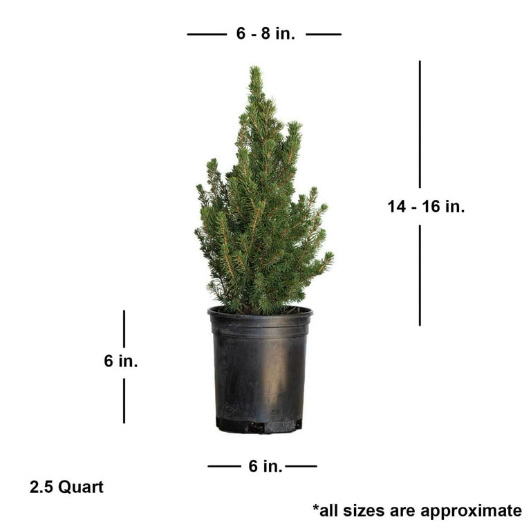Dwarf Alberta Spruce - Evergreen Shrub/Pyramidal Tree - 2.5 Qt Dwarf Alberta Spruce - Evergreen Shrub/Pyramidal Tree - 2.5 Qt