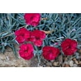 thumbnail image 5 of Frosty Fire Dianthus - 3 Live Plants - Dianthus Allwoodii - Fragrant Cold Hardy Groundcover, 5 of 7
