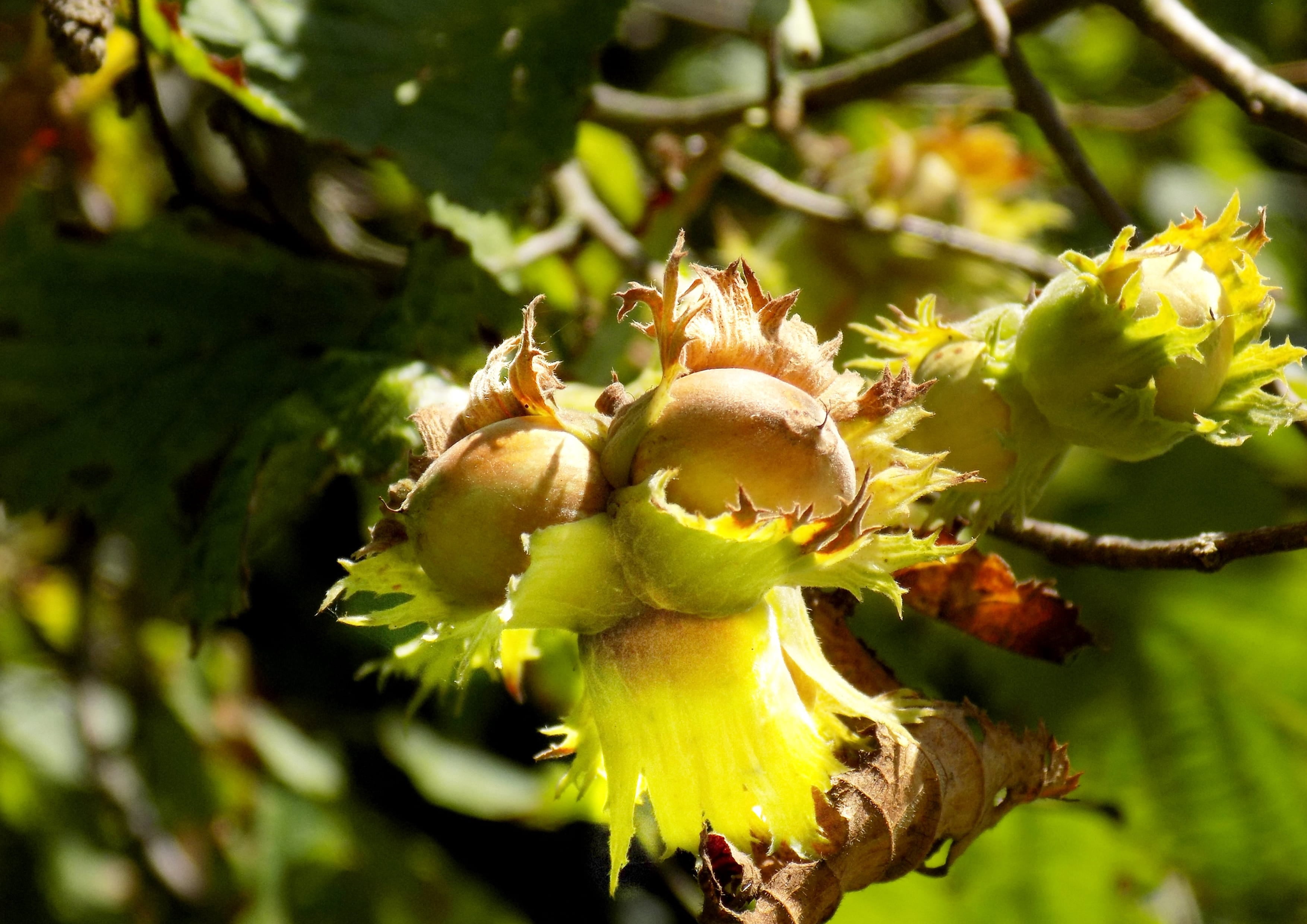 Organic Blanched Hazelnuts, 16 Pounds — Non-GMO, Vegan, Raw, Kosher— by Food to Live