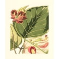 thumbnail image 3 of Vision Studio 12x14 Black Modern Framed Museum Art Print Titled - Fantastical Botanical I, 3 of 5