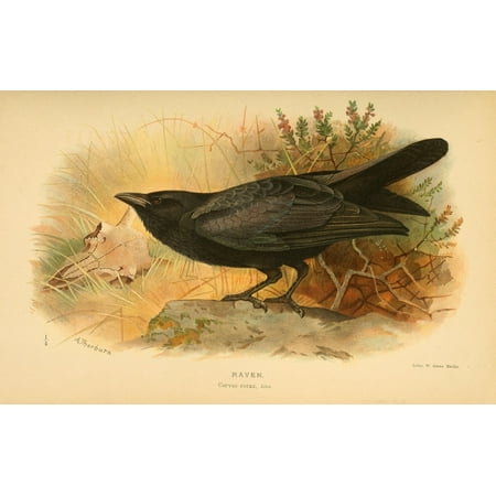 Archibald Thorburn Stretched Canvas Art - Birds of the British Islands 1885 Raven - Medium 18 x 24 inch Wall Art Decor Size. Archibald Thorburn Stretched Canvas Art - Birds of the British Islands 1885 Raven - Medium 18 x 24 inch Wall Art Decor Size.