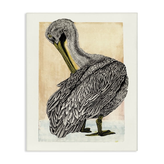 Stupell Industries Traditional Detailed Pelican Drawing Canvas Art, 16 x 20, by Liz Sunridge