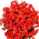 thumbnail image 2 of Flor violeta artificial reutilizable para colgar en la pared ramo violeta decoración del hogar (rojo) Ehuebsd Libre de BPA, 2 of 3
