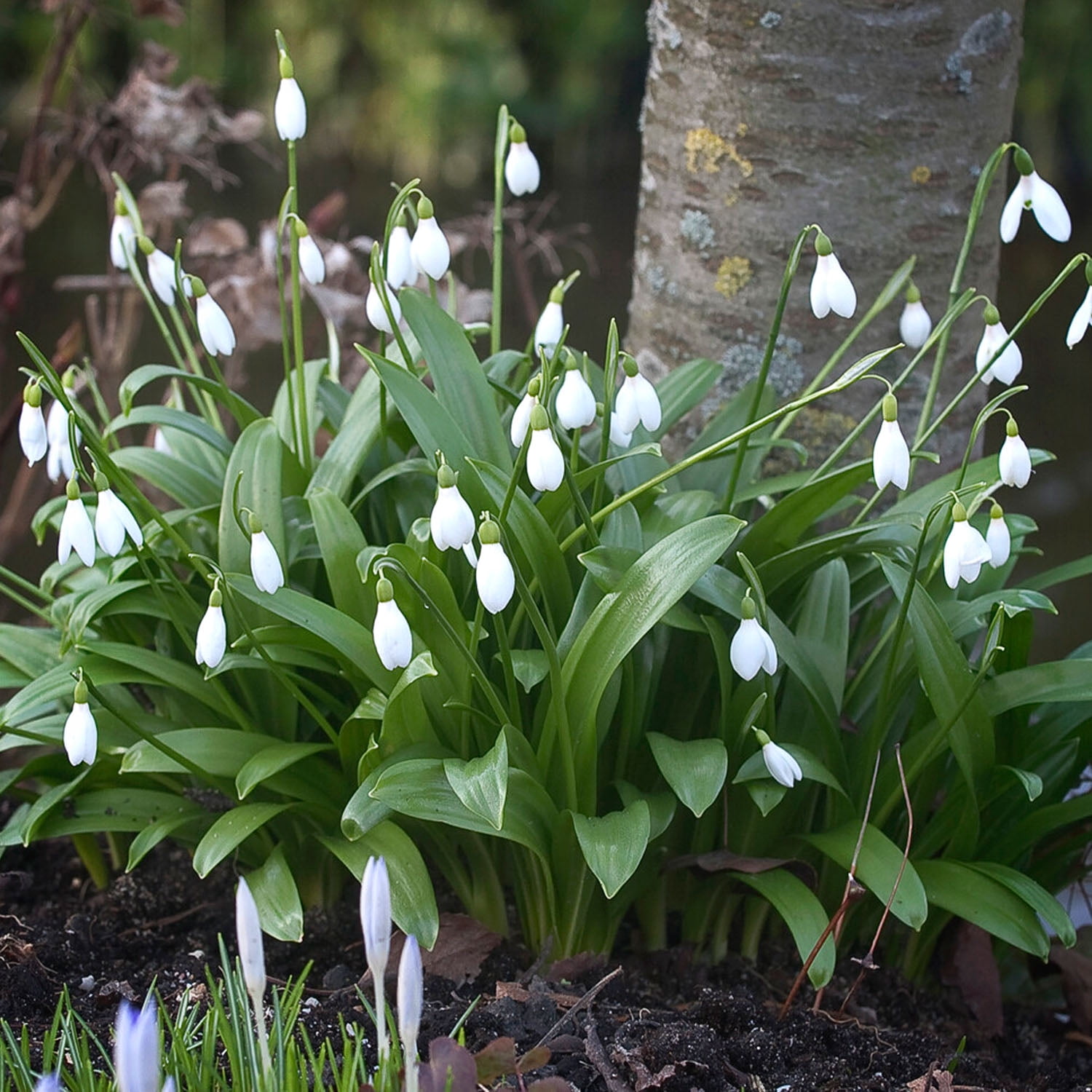 Garden State Bulb White Single Snowdrops Galanthus Flower Bulbs, 7/+cm (Bag of 50)