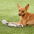 thumbnail image 2 of Juguete para perros SPOT Skinneeez Stuffless Raccoon Squeaker para perros, 2 of 4
