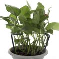 thumbnail image 3 of 6 Pcs Arcuated Plant Support Stakes Garden DIY Climbing Trellis Flower Stand, 3 of 7