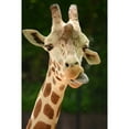 thumbnail image 2 of Giraffe Face, 2 of 2