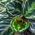 thumbnail image 3 of United Nursery Live Calathea Medallion Plant 28-32 inches Tall in 9.25-inch Grower Pot, 3 of 10