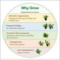 thumbnail image 3 of Live Marble Queen Pothos, Epipremnum aureum, Air Purifying Indoor Plant, Low Light Houseplant, Easy Care Plant, 4-inch Pot(s), 3 of 5