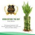 NW Wholesaler, Live Indoor 24" Spiral Lucky Bamboo Plant Bundle of 10