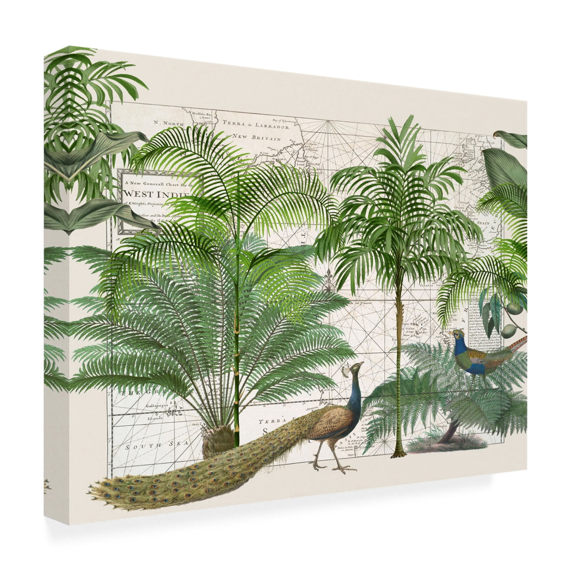 Trademark Fine Art Andrea Haase  Tropical Empire No6 Canvas Wall Art