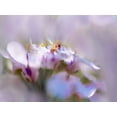 thumbnail image 2 of Hunt, Gillian 24x19 Gold Ornate Wood Framed with Double Matting Museum Art Print Titled - Mist of Lilac III, 2 of 4