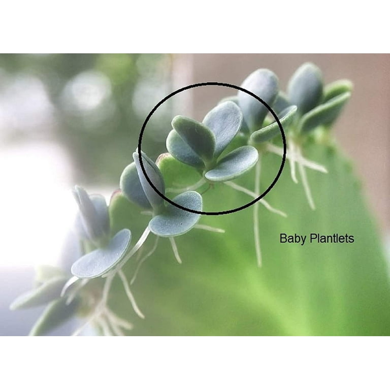 large succulent planter Succulent Boat – Topiaire Flower Shop Southampton main image 0