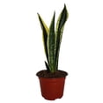 thumbnail image 1 of PLANTA SANSEVERIAS MIX NATURAL VERDE 50 X 13 CM, 1 of 1