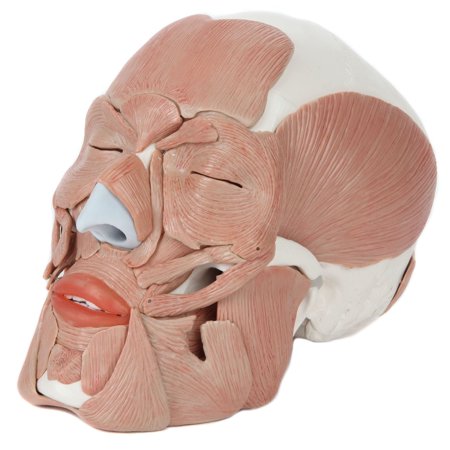 Axis Scientific Life-Size Human Skull Model with Facial Musculature and 36 Removable Parts price history on PriceWatchPro
