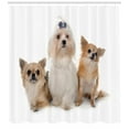 thumbnail image 3 of Ambesonne Puppy Shower Curtain, Chihuahua and Maltese Dogs, 69"Wx84"L, Pale Brown White, 3 of 3