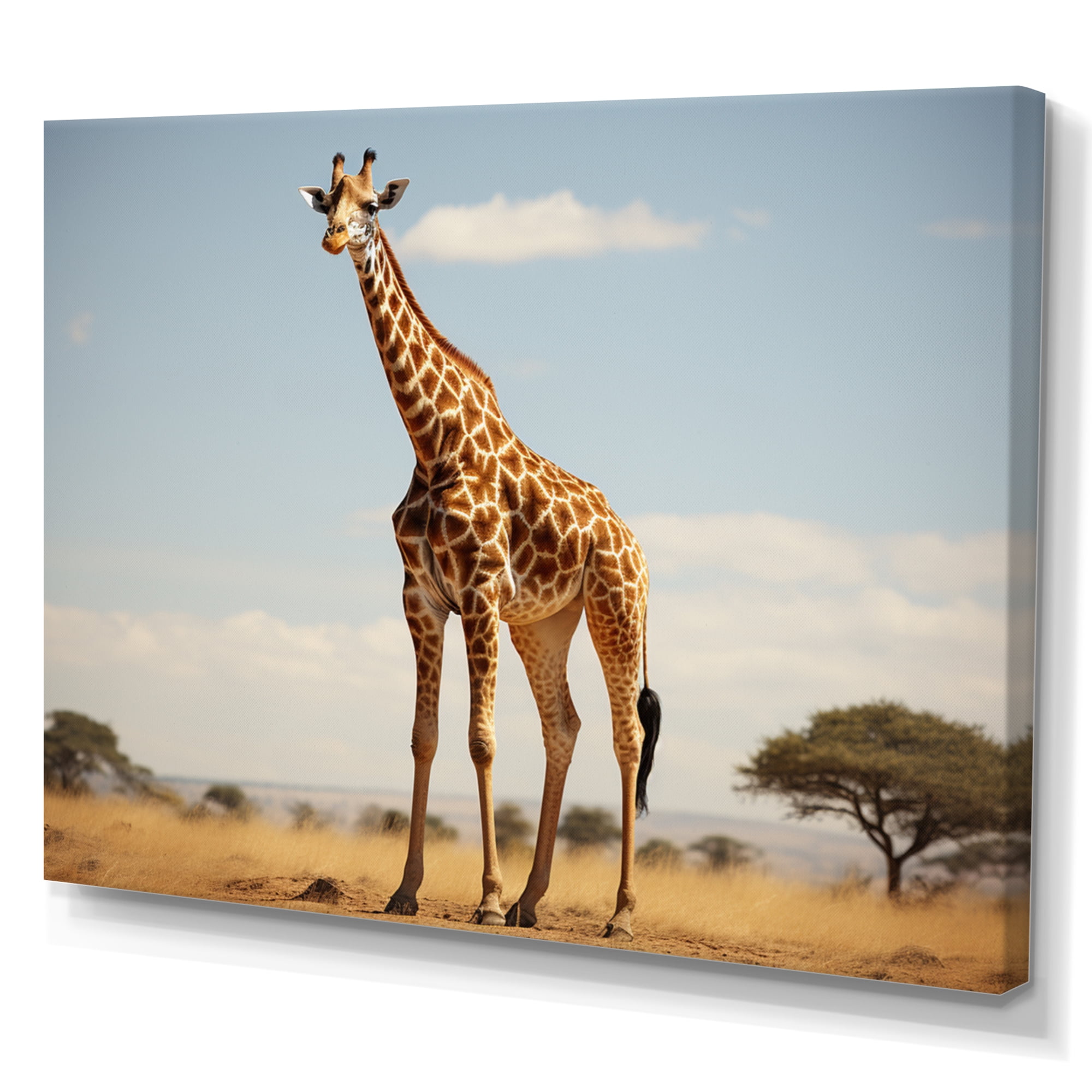 Langue De Girafe Oreille Girafe Langue De Girafe Oreille Girafe