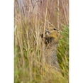 thumbnail image 2 of An Arctic Ground Squirrel Feasts On Grass Seeds Near The Eielson Visitor Center In Denali National Park And Preserve In, 2 of 4