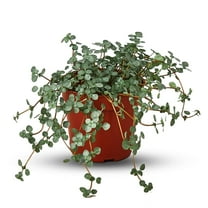 Nettle Silver Sparkle | Solanum Elaeagnifolium | Live Plant for Indoor | Different Houseplants in 4'' & 6'' Pot | Real House Plant for Living Room, Office, Desk & Bathroom