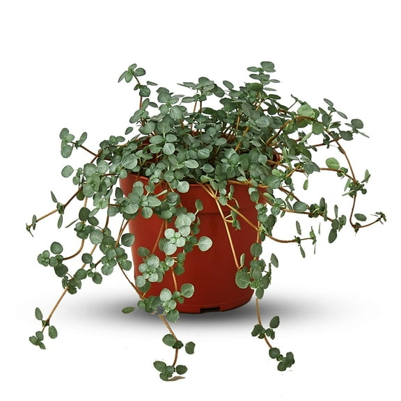 Nettle Silver Sparkle | Solanum Elaeagnifolium | Live Plant for Indoor | Different Houseplants in 4'' & 6'' Pot | Real House Plant for Living Room, Office, Desk & Bathroom