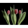 thumbnail image 2 of Burkhart, Monika 14x12 Gold Ornate Wood Framed with Double Matting Museum Art Print Titled - Blush of Spring III, 2 of 4