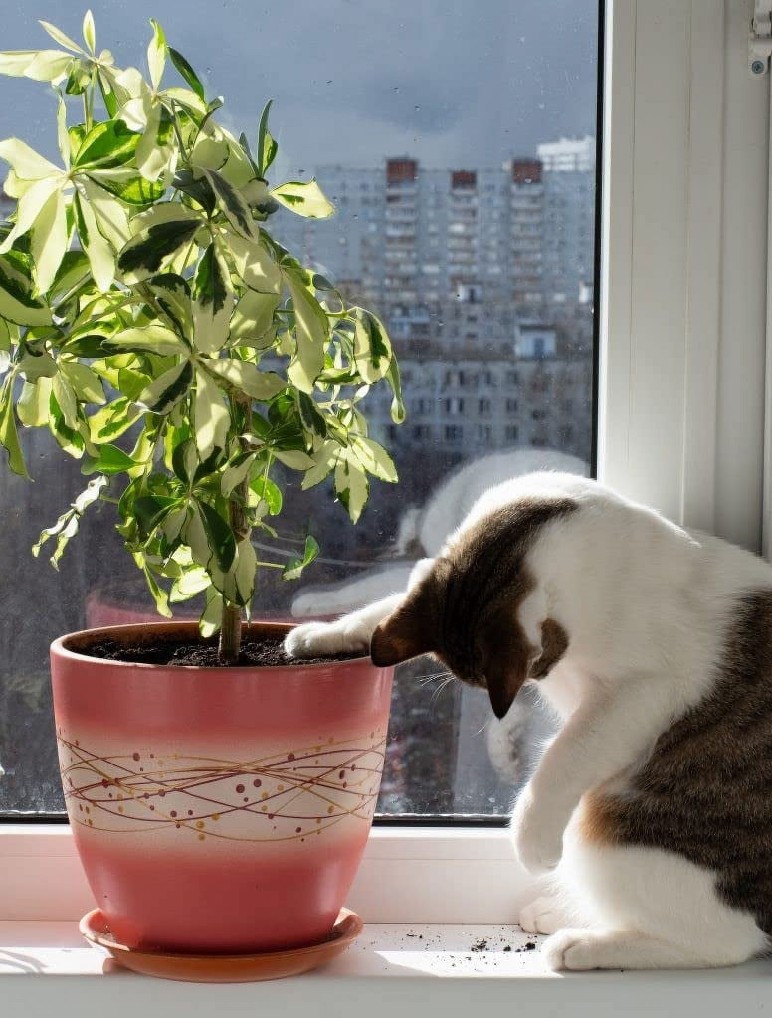 (2 pack) Plant Guard 16" Dia. (2-Pack)