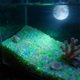 thumbnail image 4 of Uuiauoio 1000pcs 3-5mm Glow Stones Glowing Aquarium Fish Tank Decorations and Craft Luminous Pebbles Glow Sand Gravel Rocks for Vase Fillers, 4 of 6