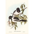 thumbnail image 2 of Gould, John 17x24 Black Modern Framed Museum Art Print Titled - Black-throated Crow-Shrike-Cracticus nigrogularis, 2 of 4