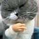 thumbnail image 5 of Mini manos para gatos, pequeñas manos para gatos cruzadas, pequeñas manos dobladas para patas de gato, 5 of 5