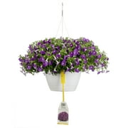 10 in. Supertunia Mini Vista Morning Glory Mono Hanging Basket (Petunia) Live Plant, Purple Flowers