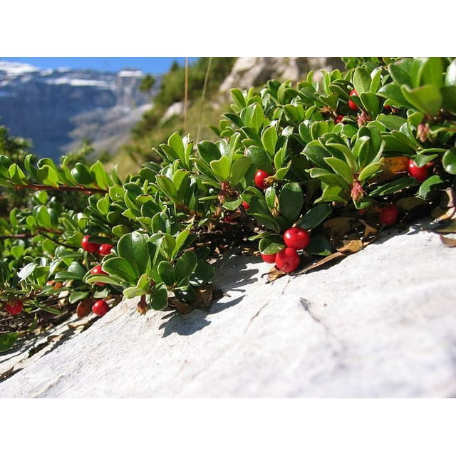 Bearberry Seeds for Planting, 15 Seeds Attractive Fruit Bearing