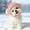 Rose, variante sur Tuque Tricotée d'Hiver Adorable pour Petits Chiens, Bonnet Douillet et Chaud pour Séances Photo et Temps Froid