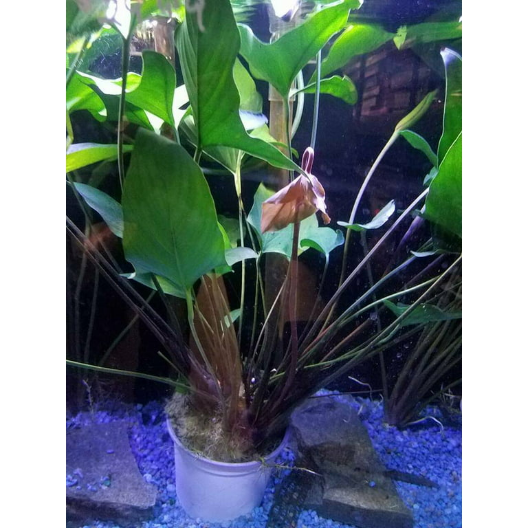 Anubias Hastifolia Bare Root Medium Live Aquarium Plants BUY2 GET1 FREE 