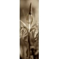 thumbnail image 2 of Blaustein, Alan 13x32 Gold Ornate Wood Framed with Double Matting Museum Art Print Titled - Florison - 74, 2 of 4