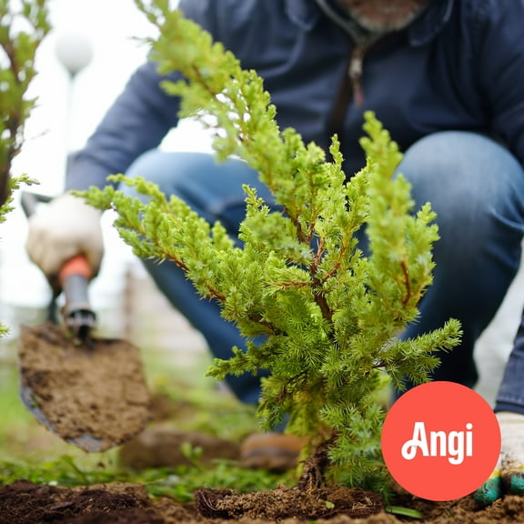 Shrub Planting (1.5 Hours)