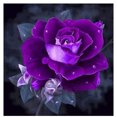 thumbnail image 2 of Langgg Rhinestone DIY Painting Purple Rose Cross-stitch School Wall Decor Embroidery Picture Needlework Stitchwork Drawing, 2 of 9