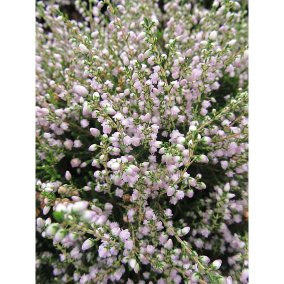 County Wicklow Heather - Calluna #1 Gallon Size Container