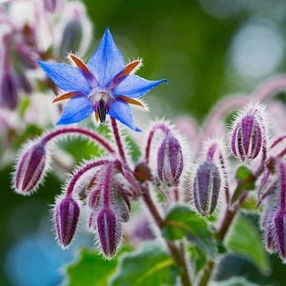Borage Seeds (Borago officinalis) 500 Seeds (10 grams)