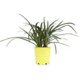 thumbnail image 5 of Altman Plants Crinum 'Menehune' | Red Bog Lily | Perennial & Houseplant | 4qt. Grow Pot; Full Sun, 5 of 9
